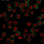 CD43 (T-cell Marker) Antibody in Immunocytochemistry (ICC/IF)