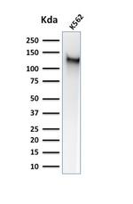 CD43 (T-cell Marker) Antibody in Western Blot (WB)