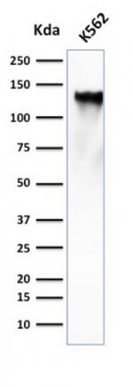 CD43 (T-Cell Marker) Antibody in Western Blot (WB)