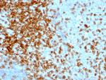 CD43 (T-Cell Marker) Antibody in Immunohistochemistry (Paraffin) (IHC (P))