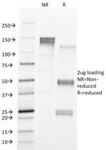 CD43 (T-Cell Marker) Antibody in SDS-PAGE (SDS-PAGE)