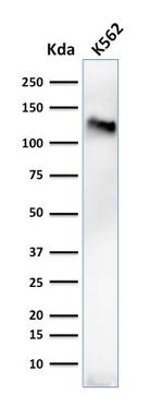 CD43 (T-Cell Marker) Antibody in Western Blot (WB)