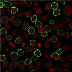 CD43 Antibody in Immunocytochemistry (ICC/IF)