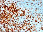 CD43 Antibody in Immunohistochemistry (Paraffin) (IHC (P))