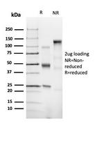 CD43 (T-Cell Marker) Antibody in SDS-PAGE (SDS-PAGE)