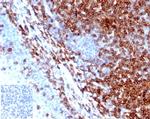 CD43 (T-Cell Marker) Antibody in Immunohistochemistry (Paraffin) (IHC (P))