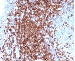 CD43 (T-Cell Marker) Antibody in Immunohistochemistry (Paraffin) (IHC (P))