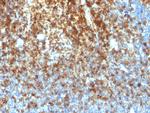 CD43 Antibody in Immunohistochemistry (Paraffin) (IHC (P))