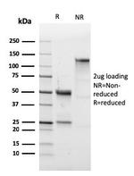 CD43 Antibody in SDS-PAGE (SDS-PAGE)