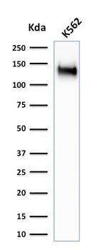 CD43 Antibody in Western Blot (WB)