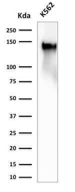 CD43 Antibody in Western Blot (WB)