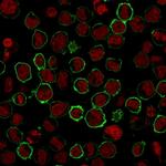 CD43 Antibody in Immunocytochemistry (ICC/IF)