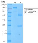 CD43 Antibody in SDS-PAGE (SDS-PAGE)