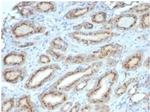 Osteopontin (OSP)/Secreted Phosphoprotein 1 (SPP1) Antibody in Immunohistochemistry (Paraffin) (IHC (P))