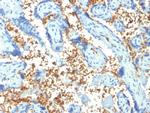 Spectrin Alpha 1 Antibody in Immunohistochemistry (Paraffin) (IHC (P))