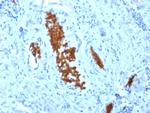 Spectrin Alpha 1 Antibody in Immunohistochemistry (Paraffin) (IHC (P))