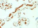 Spectrin Alpha 1 Antibody in Immunohistochemistry (Paraffin) (IHC (P))