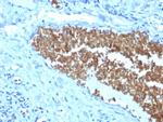 Spectrin Alpha 1 Antibody in Immunohistochemistry (Paraffin) (IHC (P))