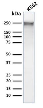 Spectrin Alpha 1 Antibody in Western Blot (WB)