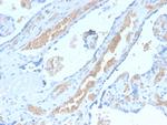 Spectrin Alpha 1 Antibody in Immunohistochemistry (Paraffin) (IHC (P))