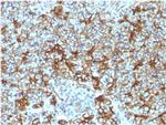 Spectrin beta III (SPTBN2) Antibody in Immunohistochemistry (Paraffin) (IHC (P))