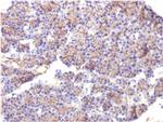 Spectrin beta III (SPTBN2) Antibody in Immunohistochemistry (Paraffin) (IHC (P))