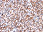 Spectrin beta III (SPTBN2) Antibody in Immunohistochemistry (Paraffin) (IHC (P))