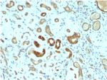 STAT3/Signal Transducer and Activator of Transcription 3 Antibody in Immunohistochemistry (Paraffin) (IHC (P))