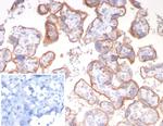 CD147/EMMPRIN/Neurothelin Antibody in Immunohistochemistry (Paraffin) (IHC (P))