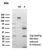 CD147/EMMPRIN/Neurothelin Antibody in SDS-PAGE (SDS-PAGE)