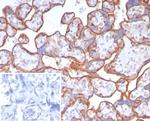 CD147/EMMPRIN/Neurothelin Antibody in Immunohistochemistry (Paraffin) (IHC (P))