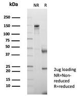 CD147/EMMPRIN/Neurothelin Antibody in SDS-PAGE (SDS-PAGE)