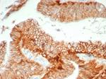 CD147/EMMPRIN/Neurothelin Antibody in Immunohistochemistry (Paraffin) (IHC (P))