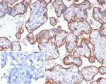 CD147/EMMPRIN/Neurothelin Antibody in Immunohistochemistry (Paraffin) (IHC (P))