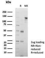 CD147/EMMPRIN/Neurothelin Antibody in SDS-PAGE (SDS-PAGE)