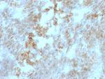 CD147/EMMPRIN/Neurothelin Antibody in Immunohistochemistry (Paraffin) (IHC (P))