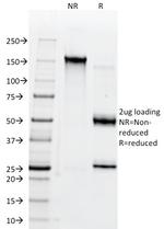 CD147/EMMPRIN/Neurothelin Antibody in SDS-PAGE (SDS-PAGE)