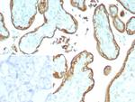 CD147/EMMPRIN/Neurothelin Antibody in Immunohistochemistry (Paraffin) (IHC (P))