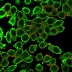 MED22 (Transcription Factor) Antibody in Immunocytochemistry (ICC/IF)