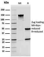 Synaptophysin Antibody in SDS-PAGE (SDS-PAGE)