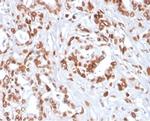 TCF4 (Transcription Factor 4) Antibody in Immunohistochemistry (Paraffin) (IHC (P))