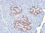 HNF1A (Pancreatic Tumor Suppressor) Antibody in Immunohistochemistry (Paraffin) (IHC (P))