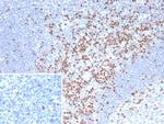 TCF7 Antibody in Immunohistochemistry (Paraffin) (IHC (P))