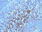 TCF7 Antibody in Immunohistochemistry (Paraffin) (IHC (P))