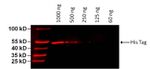 6x-His Tag Antibody in Western Blot (WB)