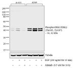 Phospho-ERK1/ERK2 (Thr185, Tyr187) Antibody