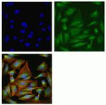 IRAK4 Antibody in Immunocytochemistry (ICC/IF)