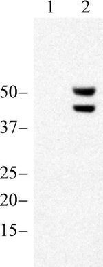 Phospho-JNK1/JNK2 (Thr183, Tyr185) Antibody in Western Blot (WB)