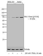 Phospho-PKC theta (Thr538) Antibody in Western Blot (WB)