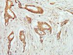 Phospho-PKC theta (Thr538) Antibody in Immunohistochemistry (Paraffin) (IHC (P))